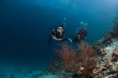 Snorkeling Adventures
