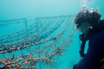 Marine Biology & Coral Line Project
