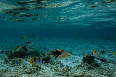 Diving